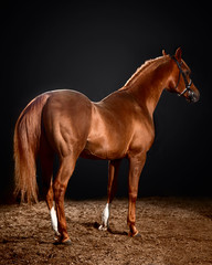 arabian horse portrait with classic bridle isolated on black background