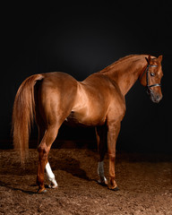 arabian horse portrait with classic bridle isolated on black background