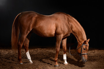 arabian horse portrait with classic bridle isolated on black background