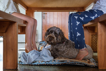 dog sitting under table during home school lesson