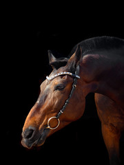 Fototapeta premium Portrait of bay horse with classic bridle isolated on black background