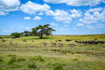 Fototapeta na wymiar Zebra and wildebeest grazing during the great migration, Serengeti National Park, Tanzania 