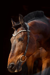 Obraz premium Portrait of bay horse with classic bridle isolated on black background