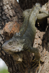 iguana on rock