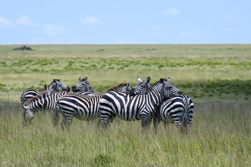 Fototapeta na wymiar Zebras relaxing during the great migration, Serengeti National Park, Tanzania 