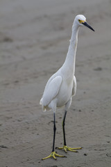 Great white egret on the beach
