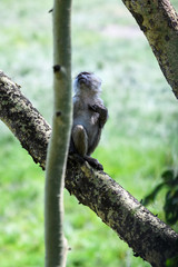 Curious young baboon sitting on a tree branch, Arusha National Park, Tanzania
