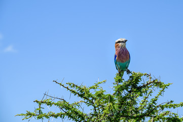 Lilac Breasted Roller perched on a treetop, Serengeti National Park, Tanzania
