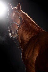 arabian horse portrait with classic bridle isolated on black background
