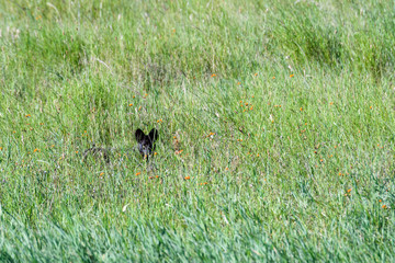 Rare melanistic serval stalking in tall grass, Serengeti National Park, Tanzania
