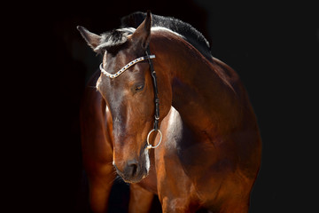 Obraz premium Portrait of bay horse with classic bridle isolated on black background