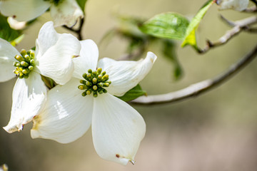 White Flower of a Dogwood Tree
