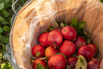 Freshly picked apples