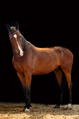 Obraz premium Portrait of bay horse with classic bridle isolated on black background