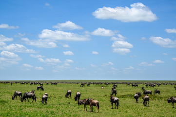 Wildebeest grazing during the great migration, Serengeti National Park, Tanzania
