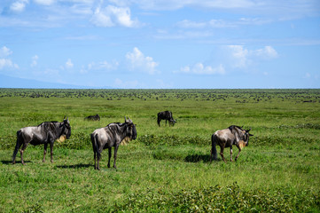 Wildebeest grazing during the great migration, Serengeti National Park, Tanzania
