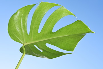 Leaf from a monstera plant against blue sky background