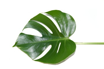 Leaf from a monstera plant on white background