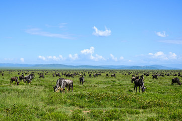 Wildebeest grazing during the great migration, Serengeti National Park, Tanzania
