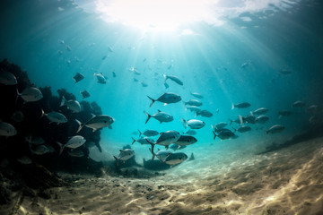 Fototapeta na wymiar Underwater Paradise, Byron Bay Australia