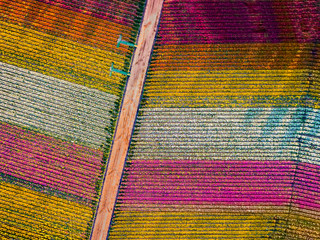 overview image of flower fields in spring