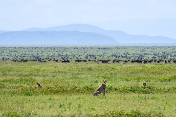 Cheetah family watching a mega herd of wildebeest during the great migration, Serengeti National Park, Tanzania
