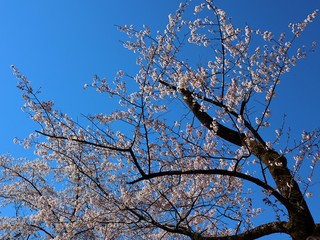 full cherry blossoms in the park , 2020