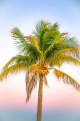 Fototapeta na wymiar palm tree and coconuts at sunset