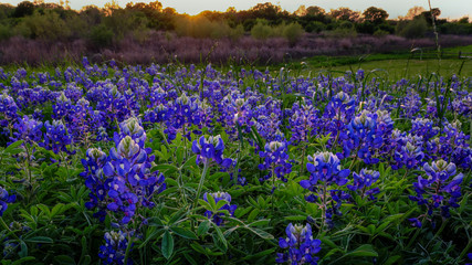 Obraz premium Texas Bluebonnet