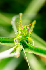 Giant Grasshopper also known as Valanga irregularis.