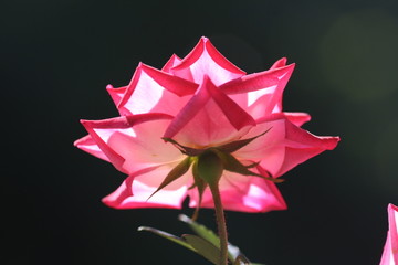 pink rose on black background