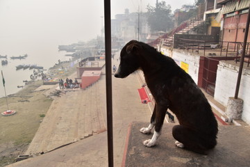インドの世界遺産　ワラーナシーの古い街並み　ガンジス川沿いのガートで生活する野良犬　ガートを歩く巡礼者や観光客　川岸に停留中の遊覧ボート