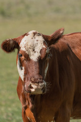 Hereford breed cow