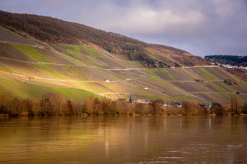 Fototapeta premium vineyards of wehlener sonnenuhr