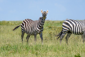 Fototapeta premium Braying zebra on the savannah, Serengeti National Park, Tanzania 