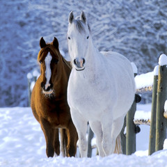  Arabian Horses at winter pasture