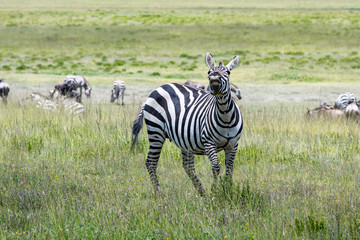 Fototapeta na wymiar Braying zebra on the savannah, Serengeti National Park, Tanzania 