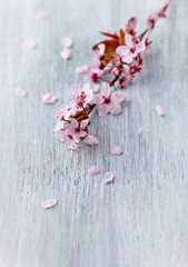 Obraz na płótnie Canvas Spring flowers on bright wooden background.