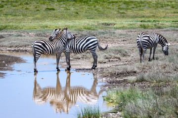 Fototapeta na wymiar Zebras relaxing during the great migration, Serengeti National Park, Tanzania 