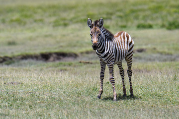 Fototapeta na wymiar Baby zebra during the great migration, Serengeti National Park, Tanzania 