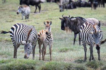 Obraz na płótnie Canvas Mother and baby zebras during the great migration, Serengeti National Park, Tanzania 