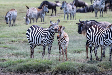 Fototapeta na wymiar Mother and baby zebras during the great migration, Serengeti National Park, Tanzania 
