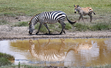 Fototapeta na wymiar Mother and baby zebras during the great migration, Serengeti National Park, Tanzania 