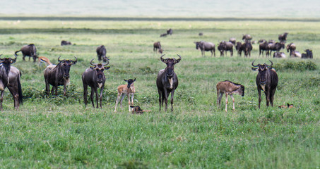 Naklejka na ściany i meble Wildebeest adults and babies during the great migration, Serengeti National Park, Tanzania 