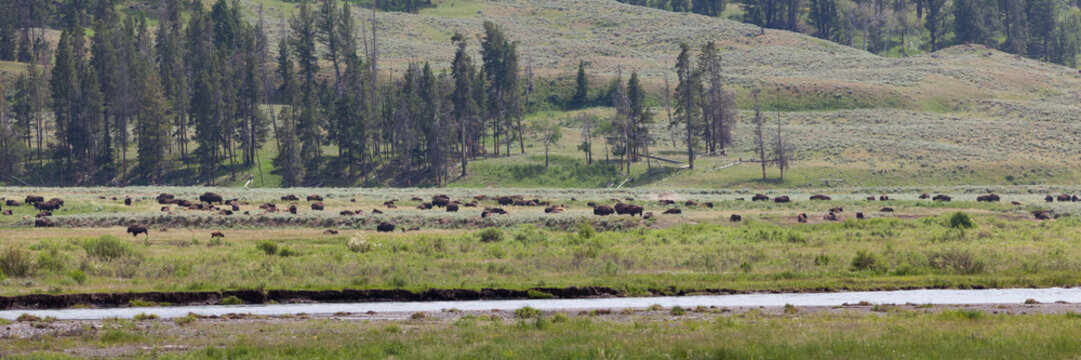 Bison in a Valley by Soda Butte Creek