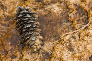 Pine Cone Resting in Geothermal Water