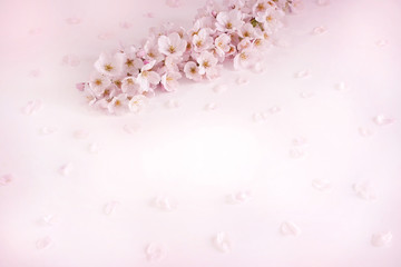 合成用背景　桜の枝（ソメイヨシノ）生花