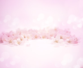 合成用背景　桜の花（ソメイヨシノ）生花