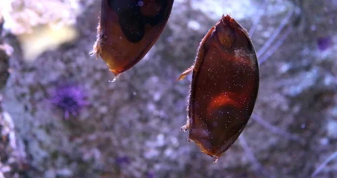 oeufs de requin avec mouvement d'embryon