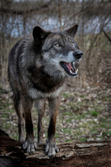 Fototapeta premium Wolves in springtime in the Midwest